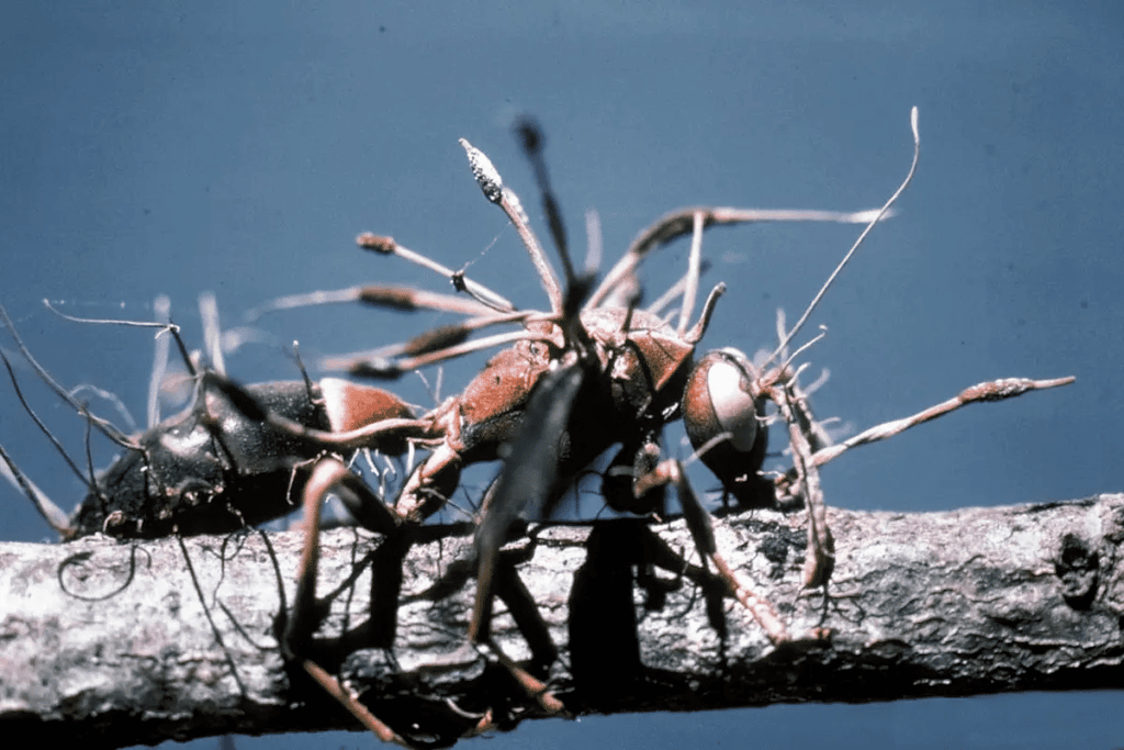 Animais com Cordyceps: O fungo de The Last of Us na vida real em fotos