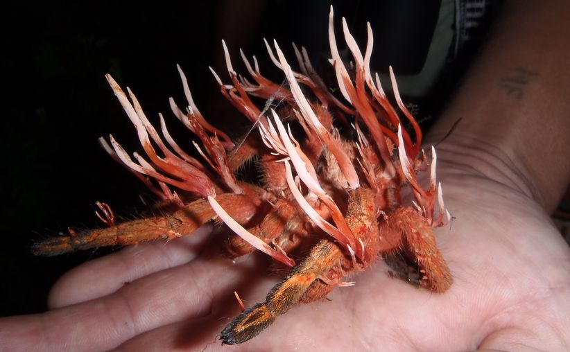 Animais com Cordyceps: O fungo de The Last of Us na vida real em fotos