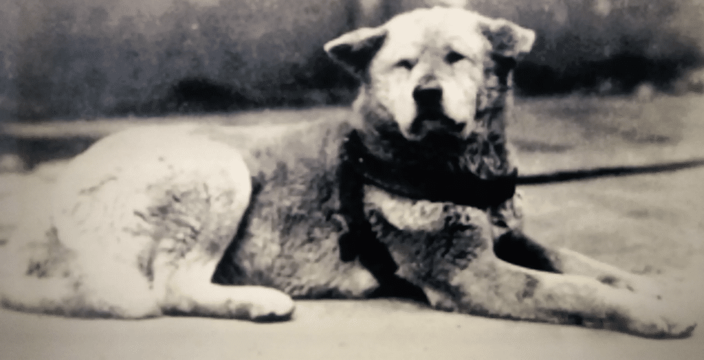 Sempre ao Seu Lado: qual é a raça do cachorro do filme? 1 image 26