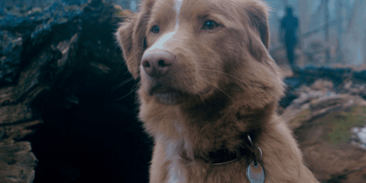 Créditos: Divulgação